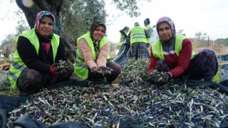Edremit Belediyesi zeytinyağları için hasat devam ediyor