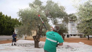 Efelerin zeytinleri hasat ediliyor