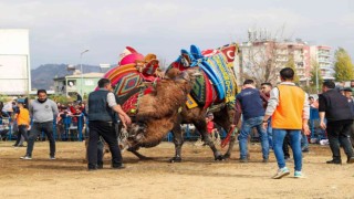 Egede develer arenaya indi, sezonun ilk güreşi Umurluda başladı