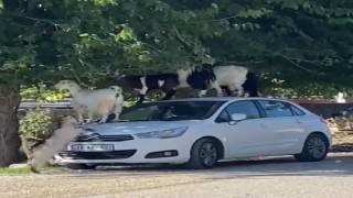Elazığda keçiler otomobilin üzerine çıkarak yaprak yedi