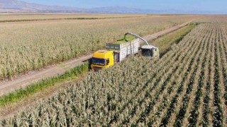 Elazığda silajlık mısır hasadı başladı