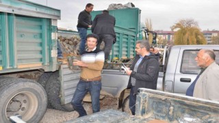 Elbistanda üreticilere hibe destekli alıç fidanı dağıtıldı