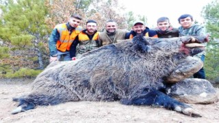 Emette avcılar 300 kilo ağırlığında domuz avladılar
