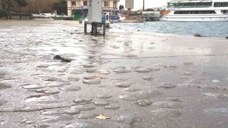 Erdekte lodosta deniz anaları sahile vurdu