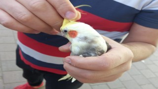 Evden kaçan papağan, okul bahçesindeki ağaçta bulundu