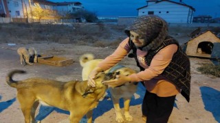 Evini sokak hayvanlarına açtı