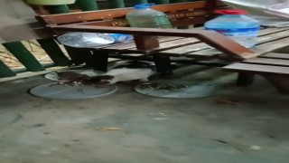 Fare ile kedinin dostluğu görenleri şaşırttı