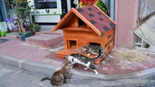 Fatihte evi parçalanan kedi yeni yuvasına kavuştu