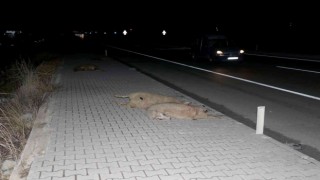 Fethiyede iki aracın çarptığı 12 küçükbaş hayvan telef oldu