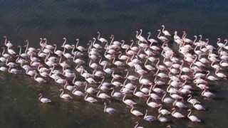 Flamingolar Bodruma renk kattı