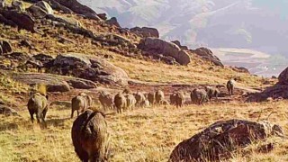 Fotokapan görüntüleri belgeselleri aratmadı