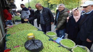 Gaziantepte yeşil zeytin tezgaha indi