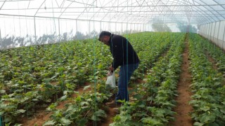 Genç girişimci evinin bahçesine kurduğu serada ürünlerini almaya başladı