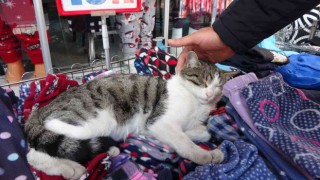 Giyim mağazasının pijama standını mesken tutan kedi esnafın maskotu oldu