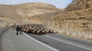 Göçerlerin 60 günlük yayla yolculuğu sürüyor