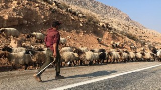 Göçerlerin yayladan dönüş yolculuğu başladı