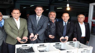 Güney Marmara zeytininde hasat zamanı