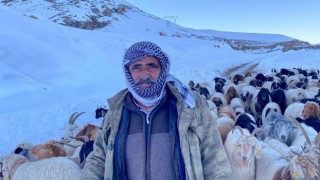 Hakkaride 3 bin 500 rakımda mahsur kalan sürü kurtarıldı