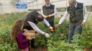 Halfetinin simgesi karagülde hasat dönemi