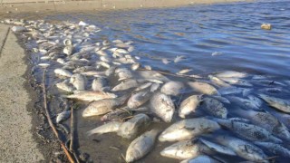 Hamzaderede toplu balık ölümleri endişelendirdi