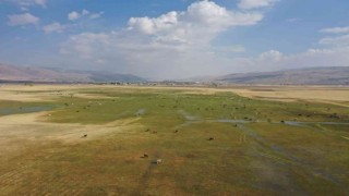 Havadan görüntülenen meralar ve beslenen hayvanlar eşsiz görüntüler ortaya çıkarttı