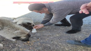 HAYTAPtan kedi ve köpekler için mama bağışı