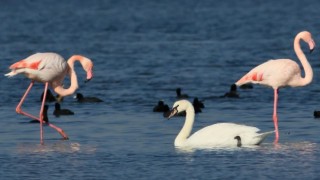 Hersek Lagününde kuğu ve flamingolar aynı karede