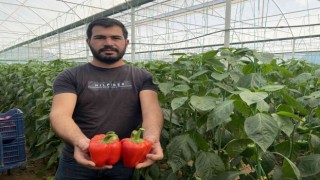 İhracatın yıldızı Kaliforniya biberinin hasatı başladı, ilk rotası Rusya oldu