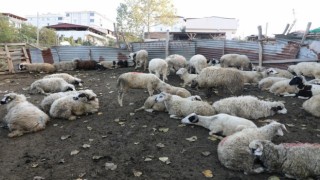 İlkadımda zabıtadan ahırlara denetim