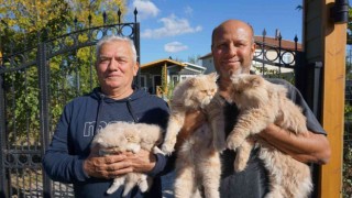 İran kedilerini kendi aracıyla dolaştırarak hayvan sevgisini aşılıyor