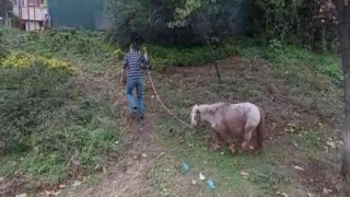 İstanbulun göbeğinde “midilli” sürprizi: Ağaca bağlanmış at görenleri şaşkına çevirdi