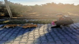 Jandarma, ‘can dostların yanında