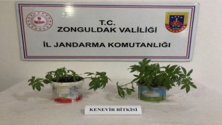 Jandarma Kdz. Ereğlide 22 kök kenevir yakaladı