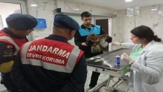 Jandarma yaralı şahine sahip çıktı