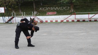 Jandarmanın hassas burnu Şila
