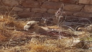 Jiletli tellere takılan köpek kurtarıldı