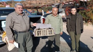 Kafes avcılarına göz açtırılmıyor