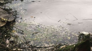 Kahramanmaraşta balık ölümleri üzerine harekete geçildi