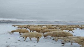 Kar altında otlayan sürü çoban tarafından görüntülendi