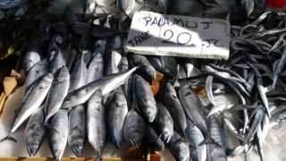 Karadenizde palamut avcılığının 15 gün daha sürmesi bekleniyor
