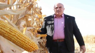 Karaman Ovasında yemlik mısır hasadı başladı