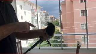 Karganın yer fıstığı çalma anları kameralara yansıdı