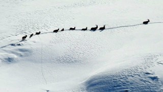 Karlı dağları aşarak göç yoluna koyulan şamua sürüsü görüntülendi