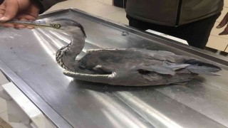 Karsta yaralı Gri Balıkçıl kuşu tedavi altına alındı