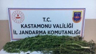 Kastamonuda kenevir yetiştiren şahıslara operasyon: 3 gözaltı