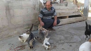 Kediler babası: “Bunlar benim sadık dostlarım”