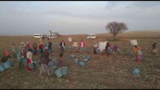 Kep atma değil, hasat sona erme töreni