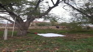 Kestiği ağaç sonu oldu