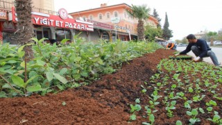 Kiliste Parklara kış bitkileri dikiliyor