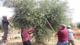 Kiliste zeytin hasadına yağmur engeli